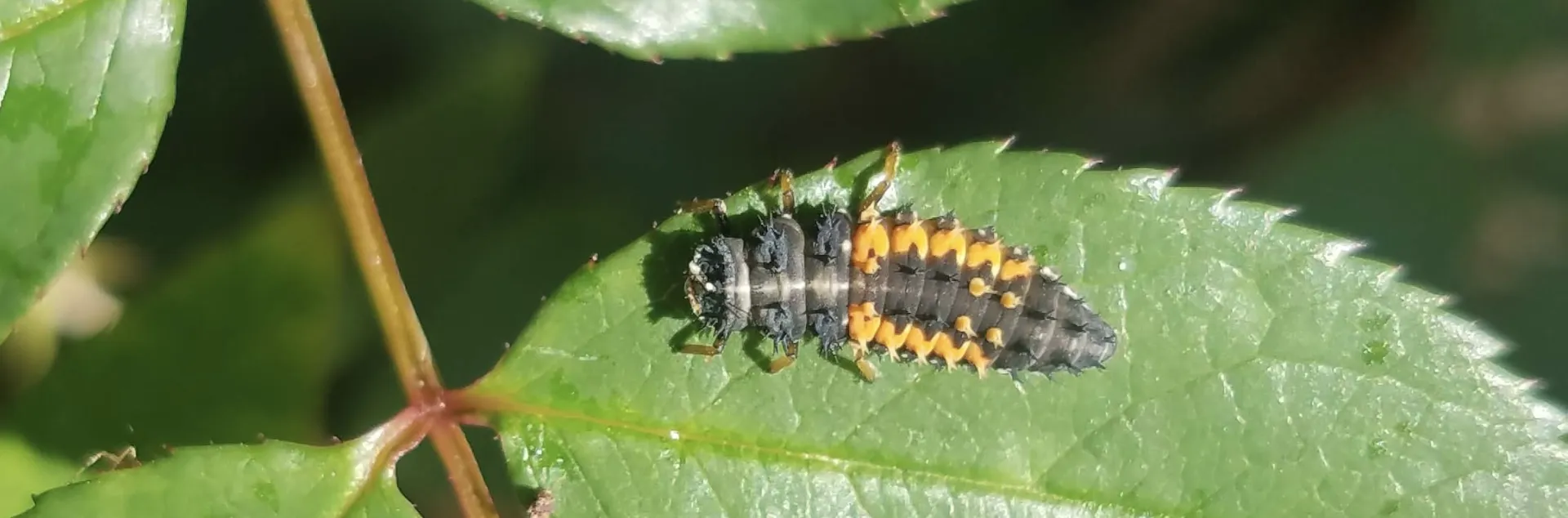 A small black and orange insect with a somewhat long, spiky body crawling on a leaf.