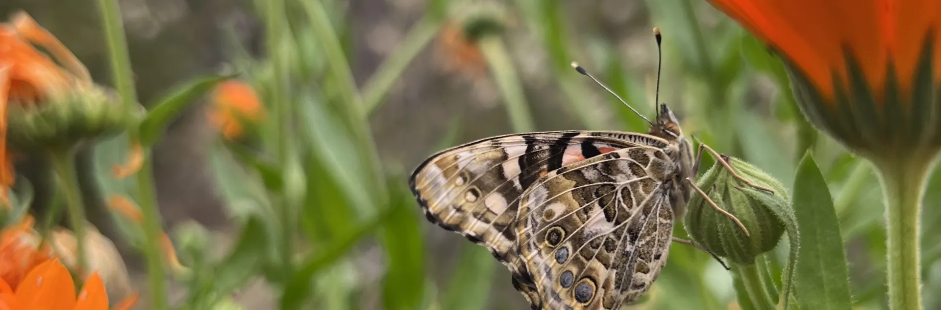 A brown spotted butterfly amongst green stems and leaves of orange calendula flowers.