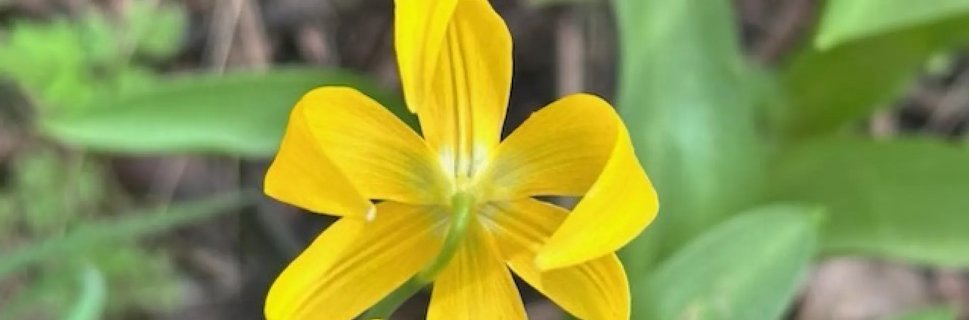 Close-up photo of a Tuolumne Fawn Lily.