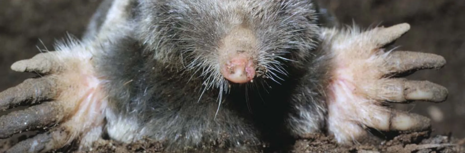Broad-footed mole. UC IPM Program