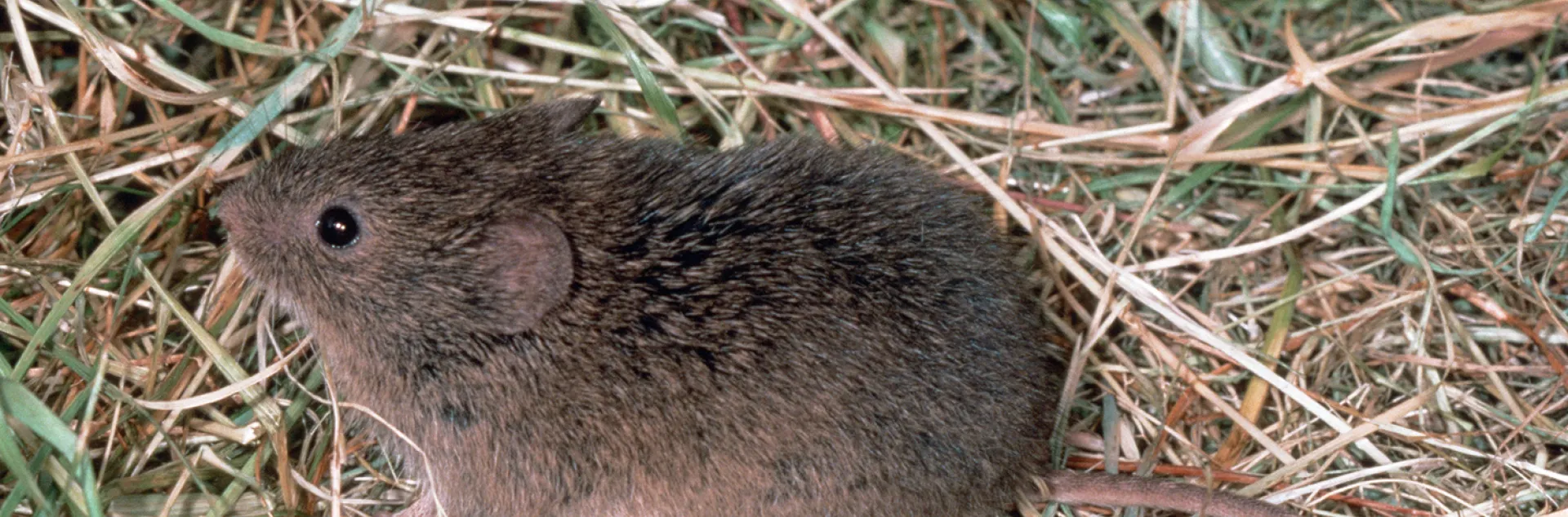 Vole. Jack Kelly Clark. UC IPM Program