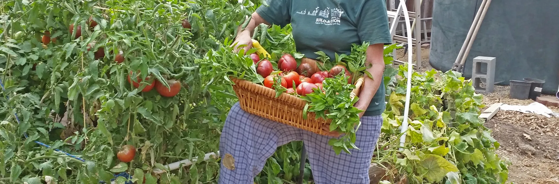 A gardener holding tomatoes.