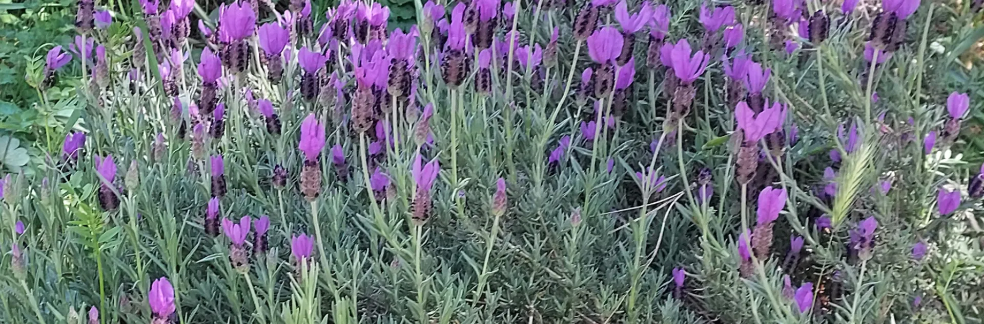 Spanish lavender in a garden.