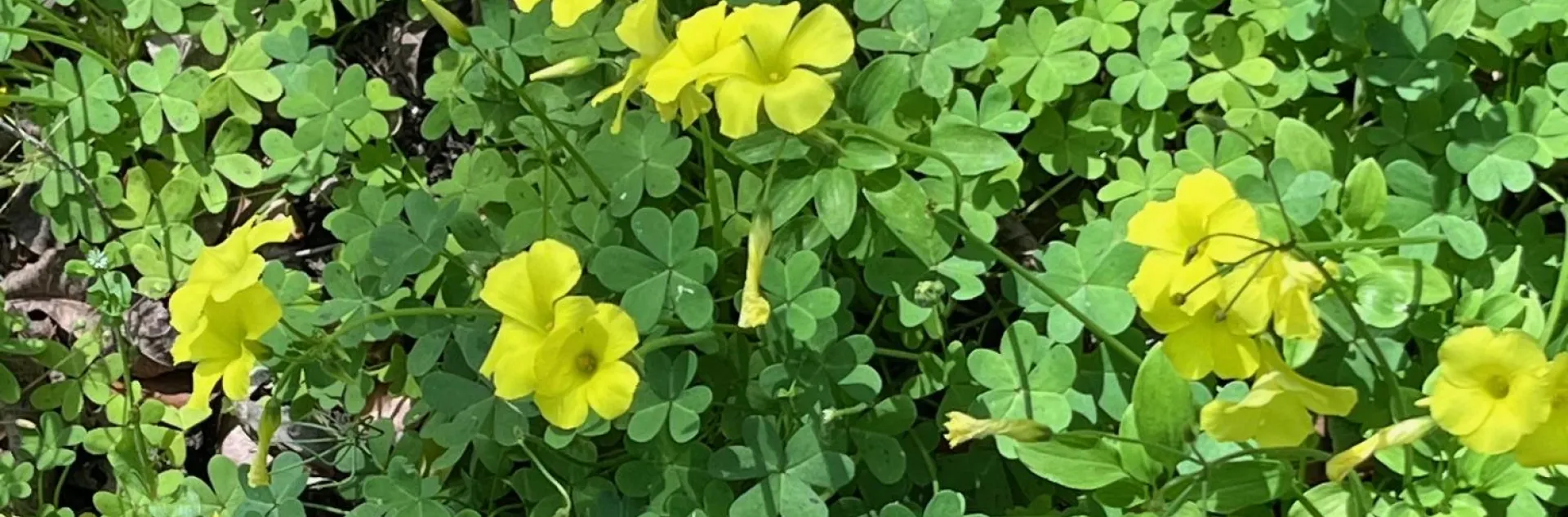 Oxalis stricta (common yellow wood sorrel) is nearly impossible to eradicate in our area. J.C. Lawrence