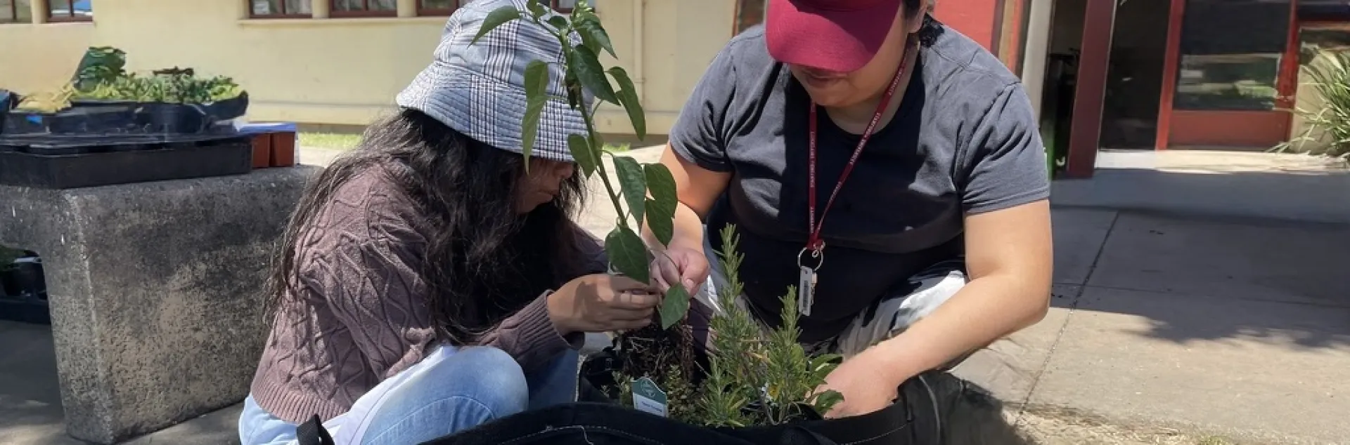 people planting seedlings into their portable garden bags