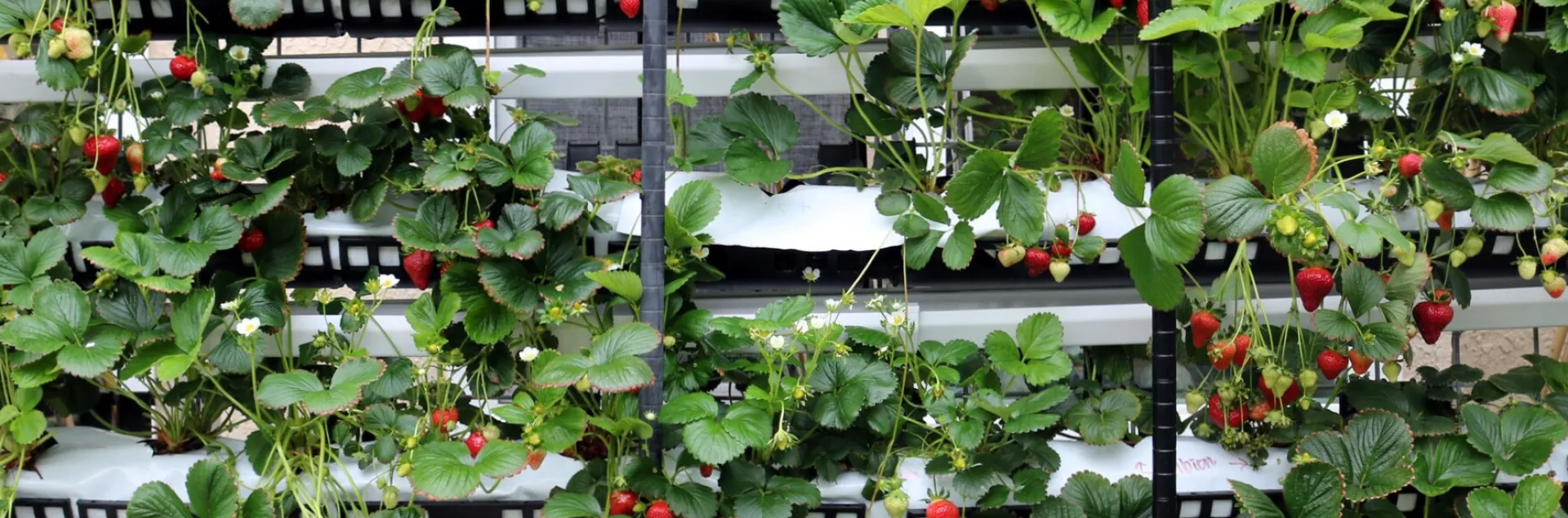 A hydroponic growing rack of strawberries. 