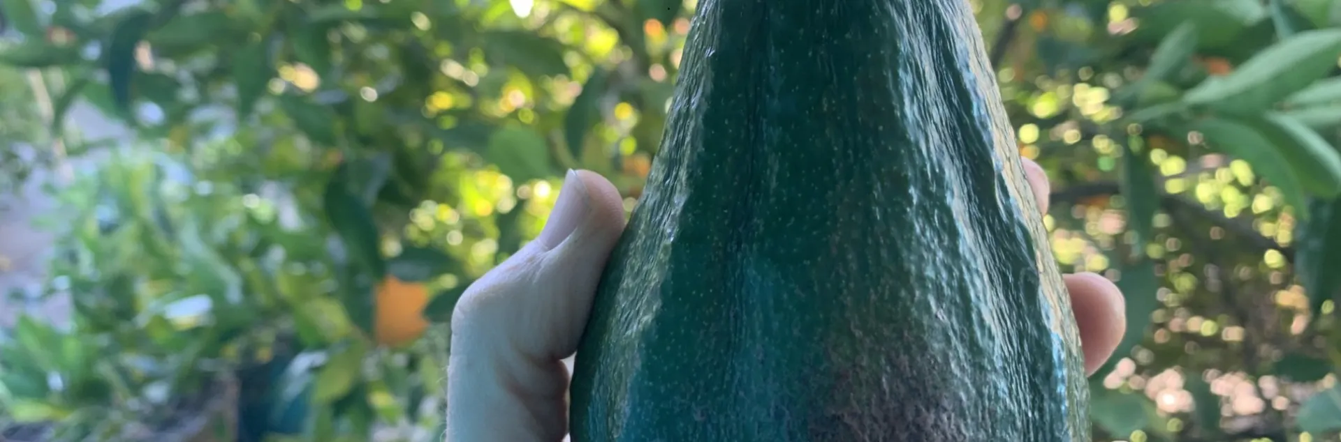 Dark Green Avocado