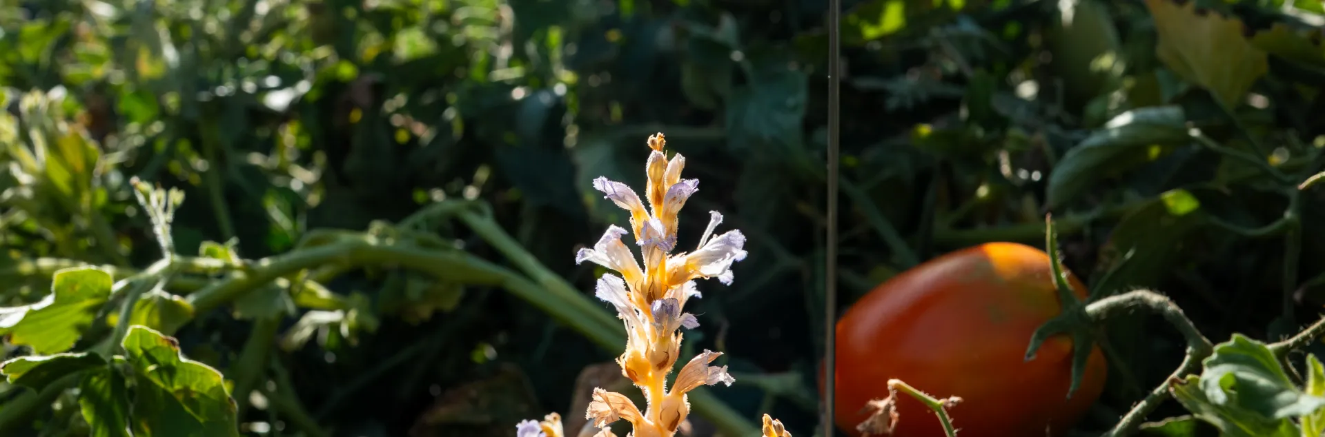 flowering branched broomrape in tomato field
