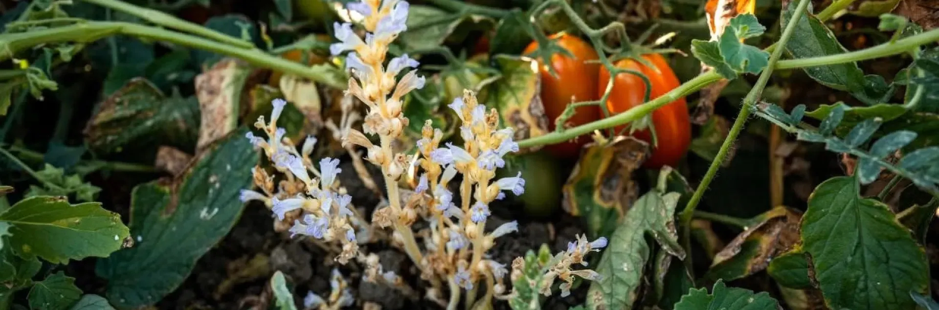 En la fotografia aparece la maleza jopo entre las plantas de tomate.