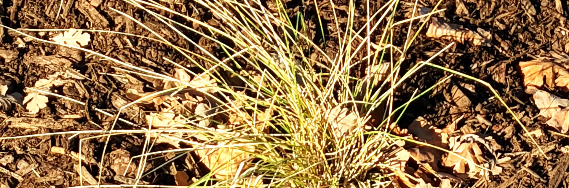 Browning weed in leaf litter