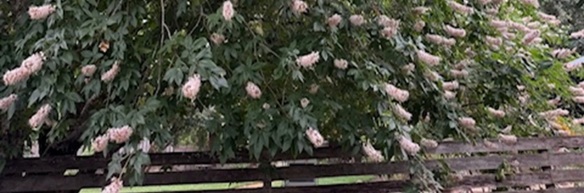 California Native Shrub