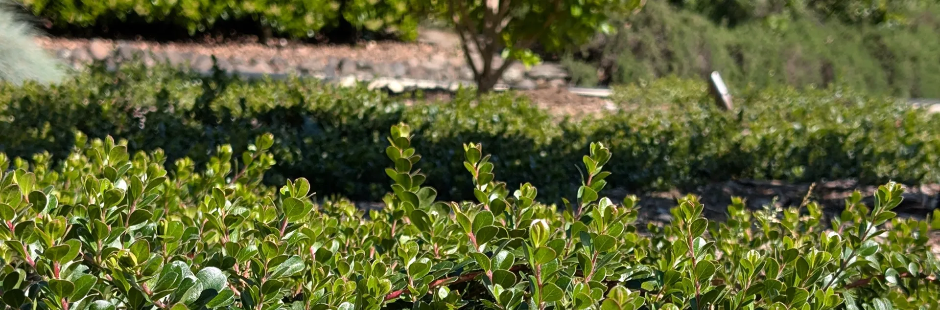 California native plants that make excellent garden ground covers