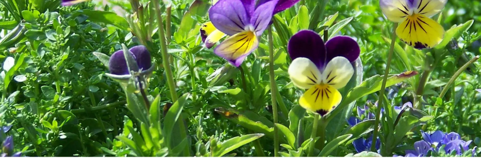 Johnny Jump-Up flowers and bell flowers