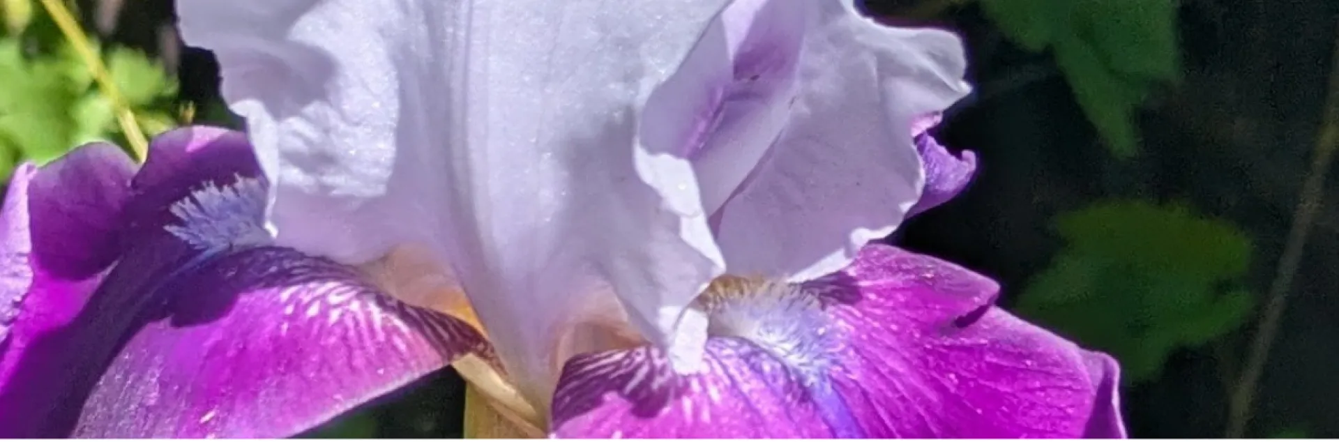lavender and purple bearded iris