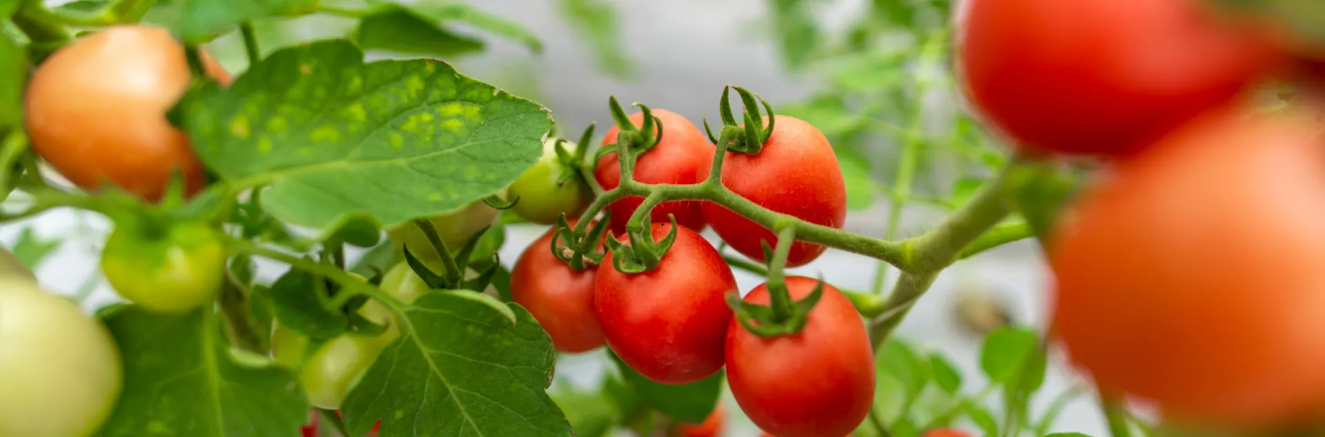 tomatoes on the vine