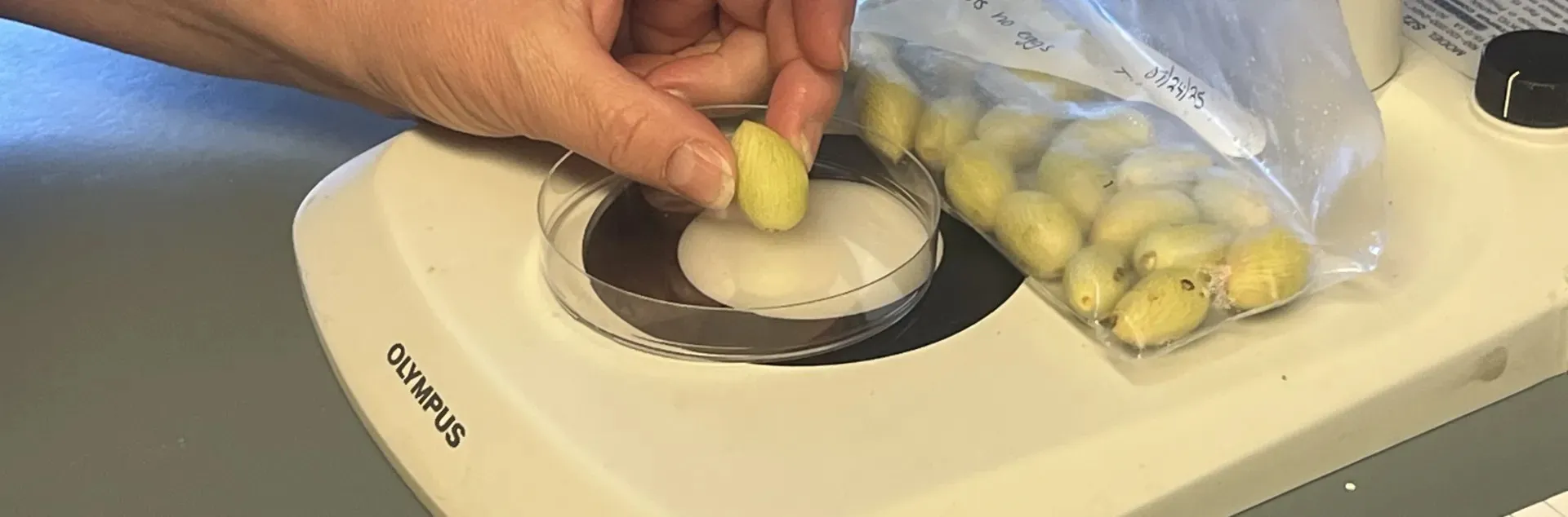 Pistachos bajo el microscopio.