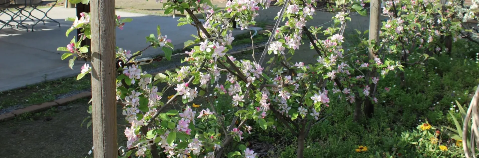Tree fruit espalier trained