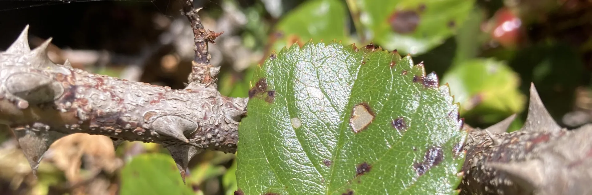 Fungal spores on plant leaves