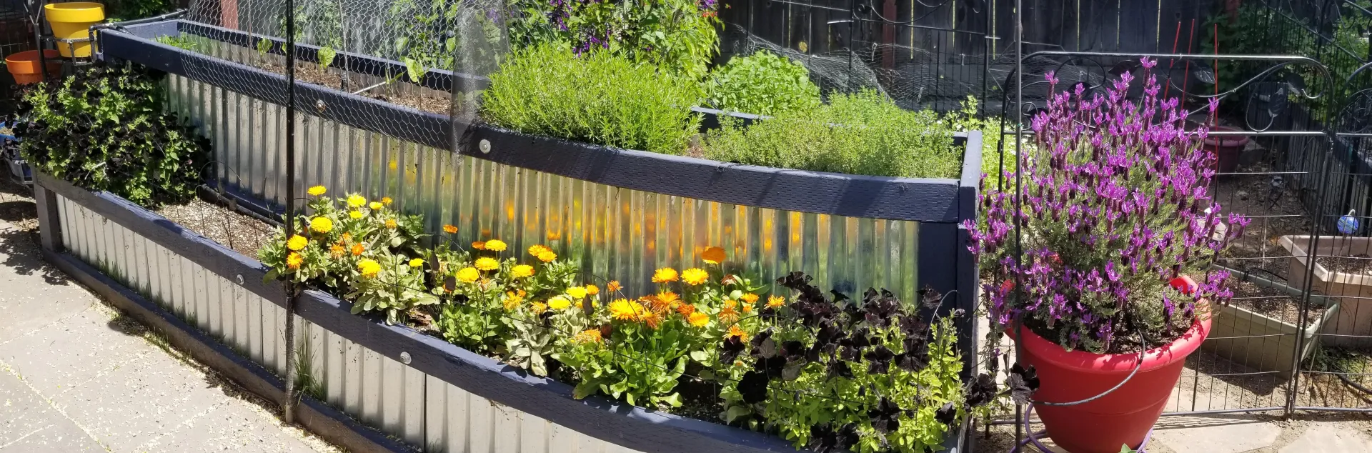 Herbs in raised planters and pots