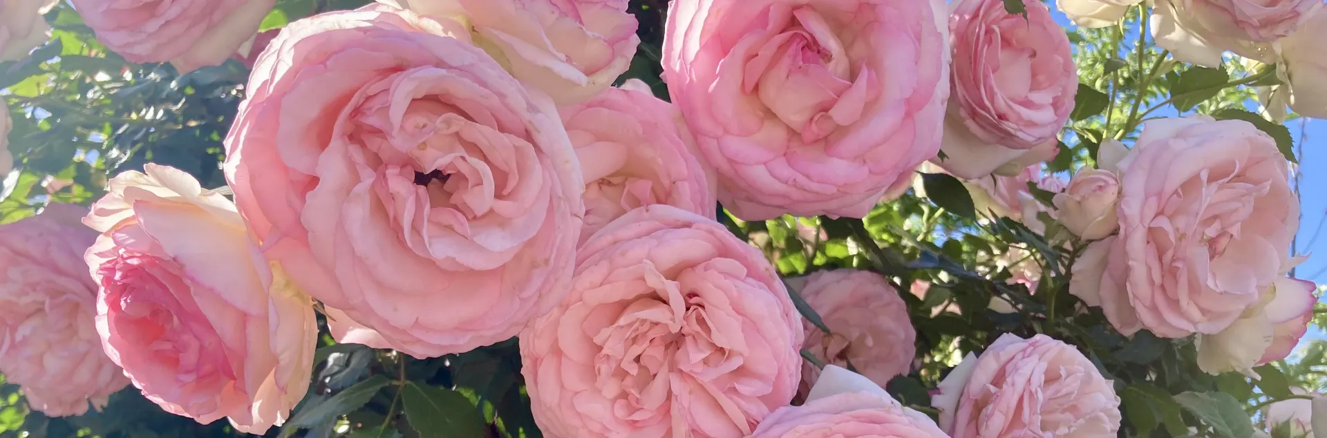 Pink roses