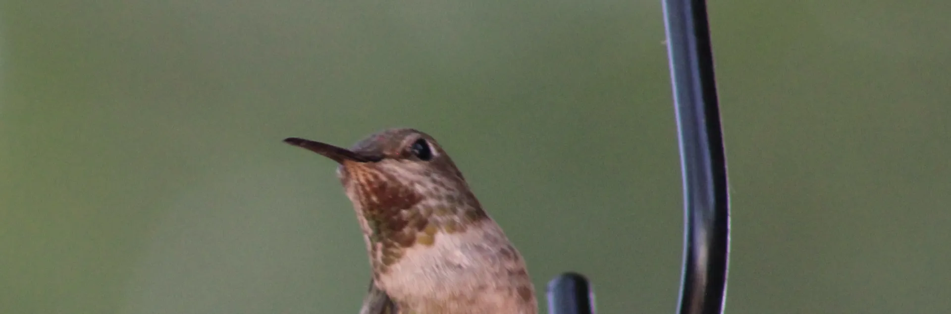 humingbird on feeder