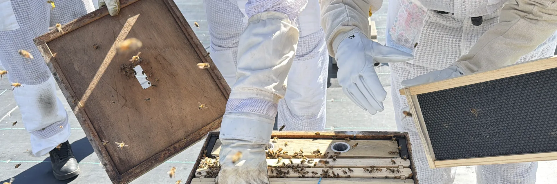 eople wearing white protective suits observe an open hive while introducing a queen bee into a colony of approximately 12,000 bees.