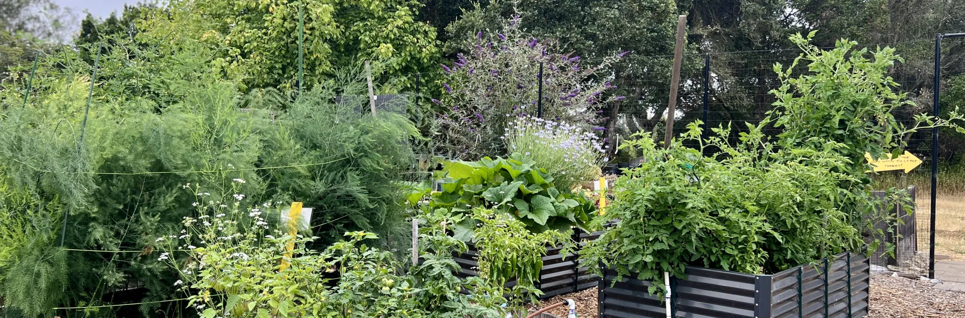 Half barrel and metal raised-bed planters filled with lush green plants