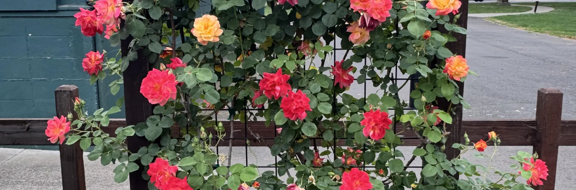 Healthy and vibrant red and yellow roses growing against a trellis. 