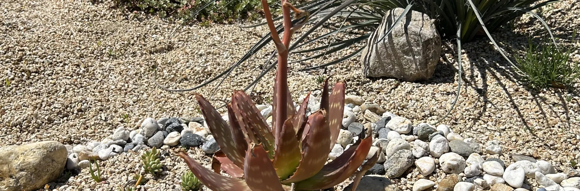 Large brown succulent with a stemmed orange flower growing from the center. Succulent is planted in a rock garden.