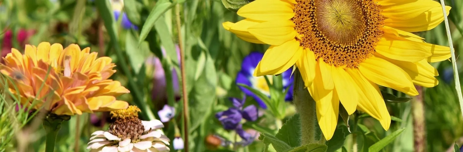 Create a 12 month garden