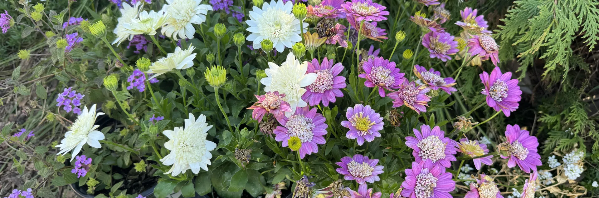 Lantana sellowiana (purple trailing lantana)