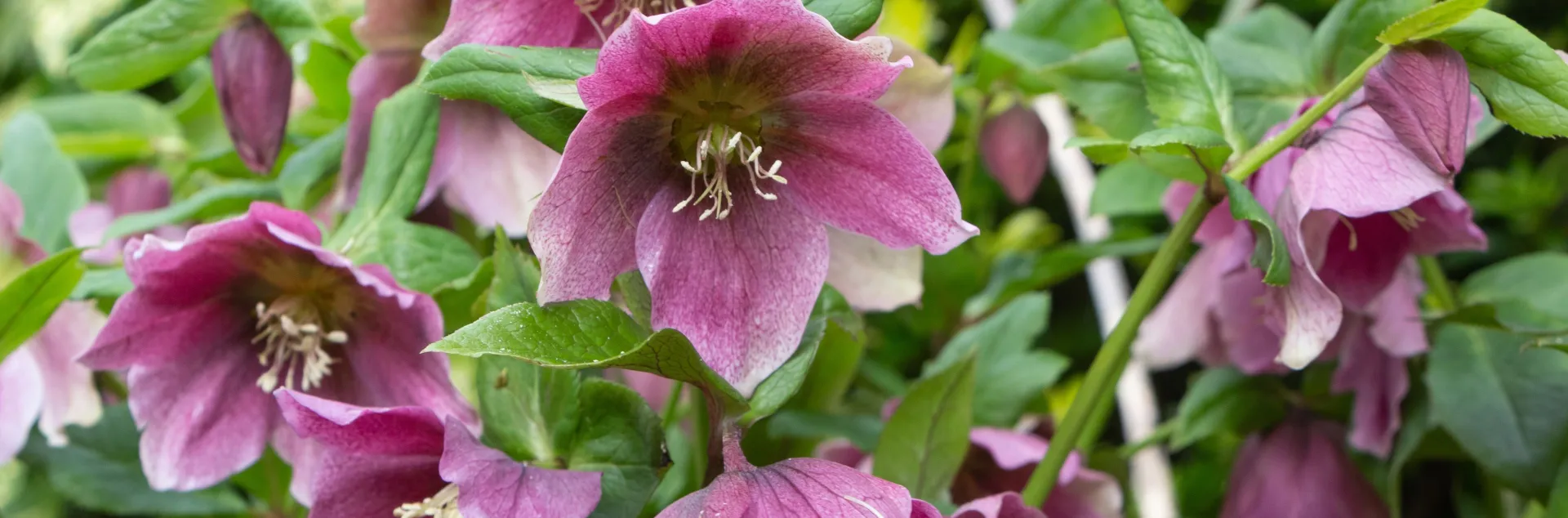 Mauve colored lenten rose blossoms with green leaves.
