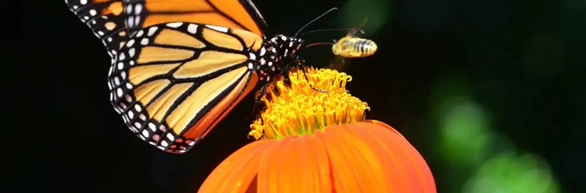 A monarch butterfly and a bee atop an orange zinnia flower
