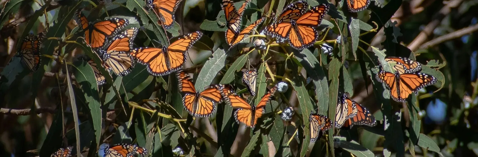 Decenas de mariposas monarcas se agrupan sobre las hojas de un arbusto.