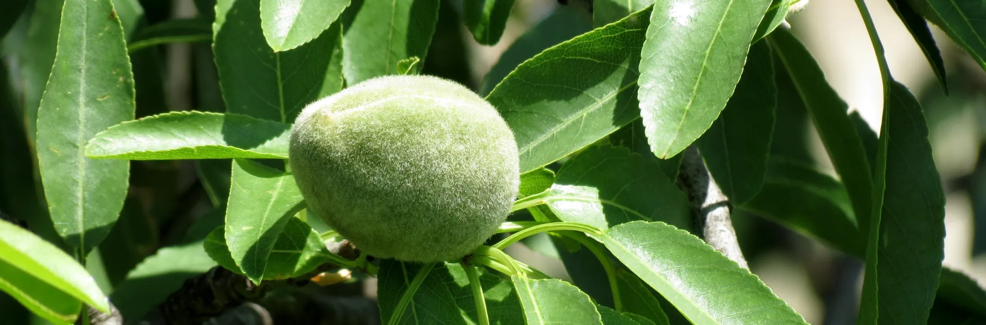 Almond on a tree