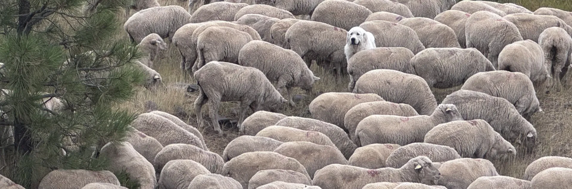 Livestock guardian dog surrounded by sheep