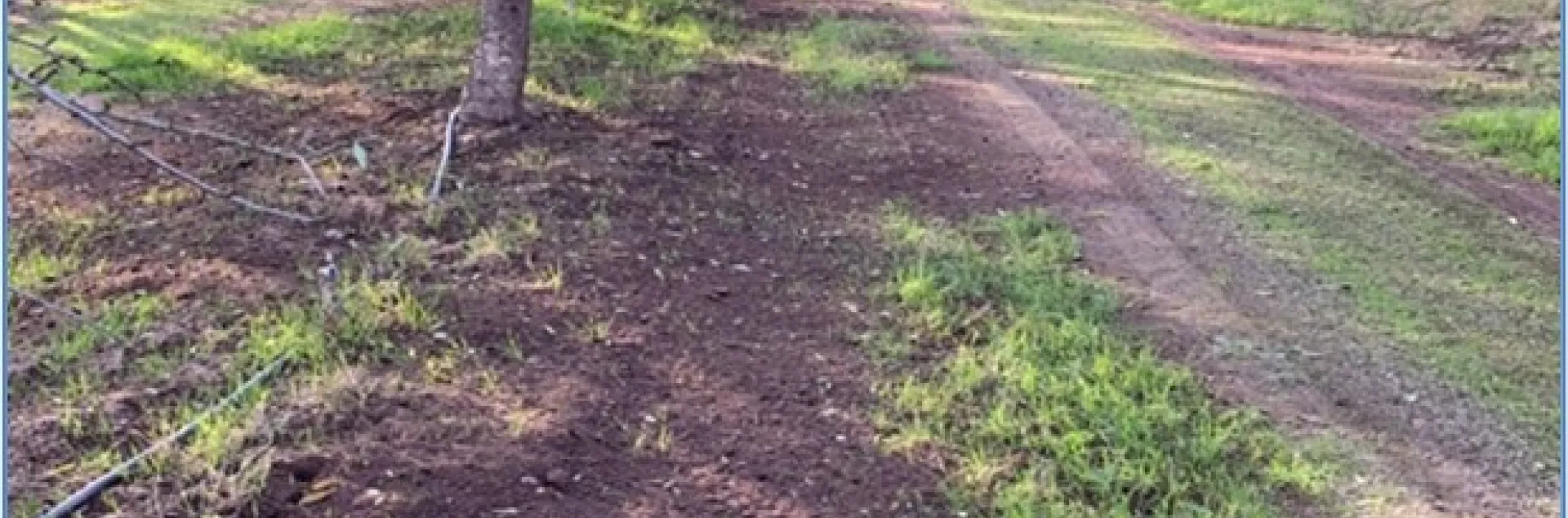Adolfo Coyotl. Dairy compost applied in an almond orchard. 