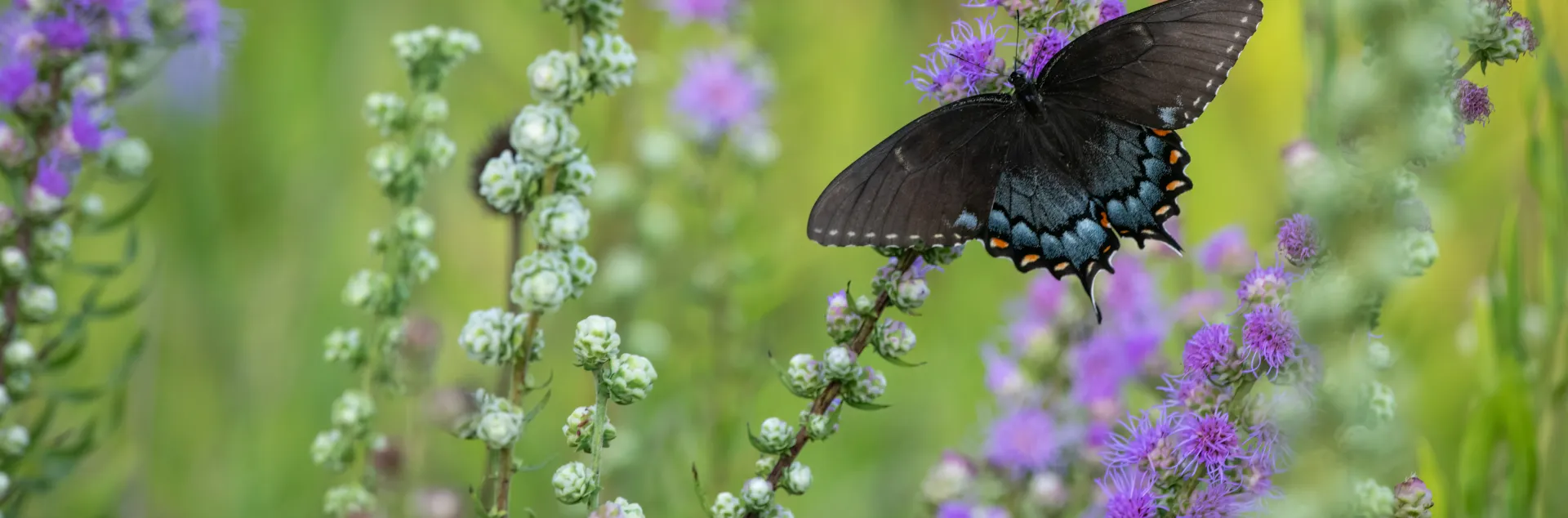 Pipevine Swallowtail Butterfly