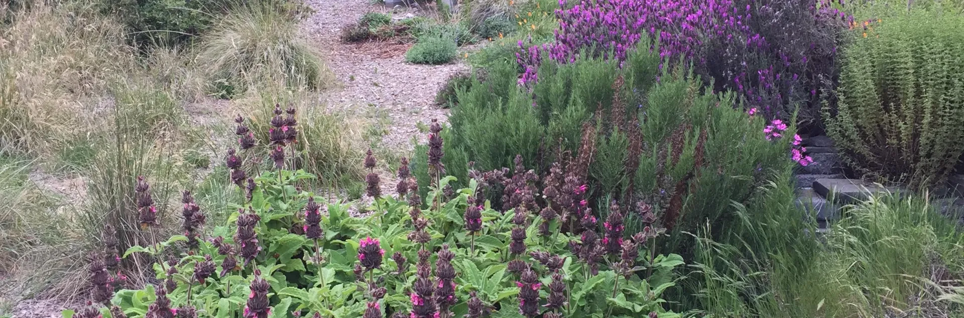 Poppies and hummingbird sage