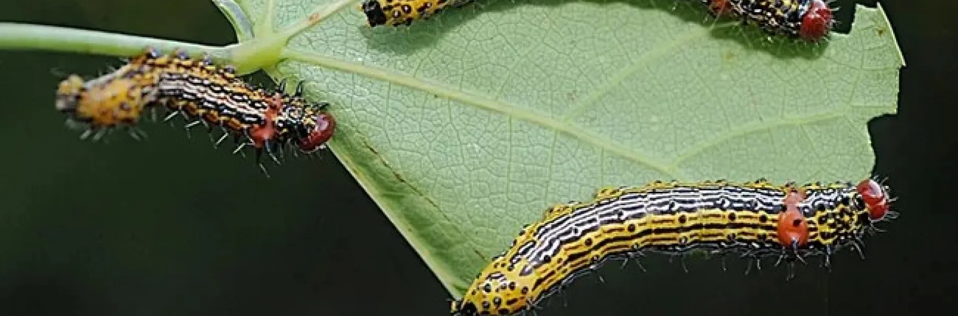 Red humped caterpillars on a Western redbud tree
