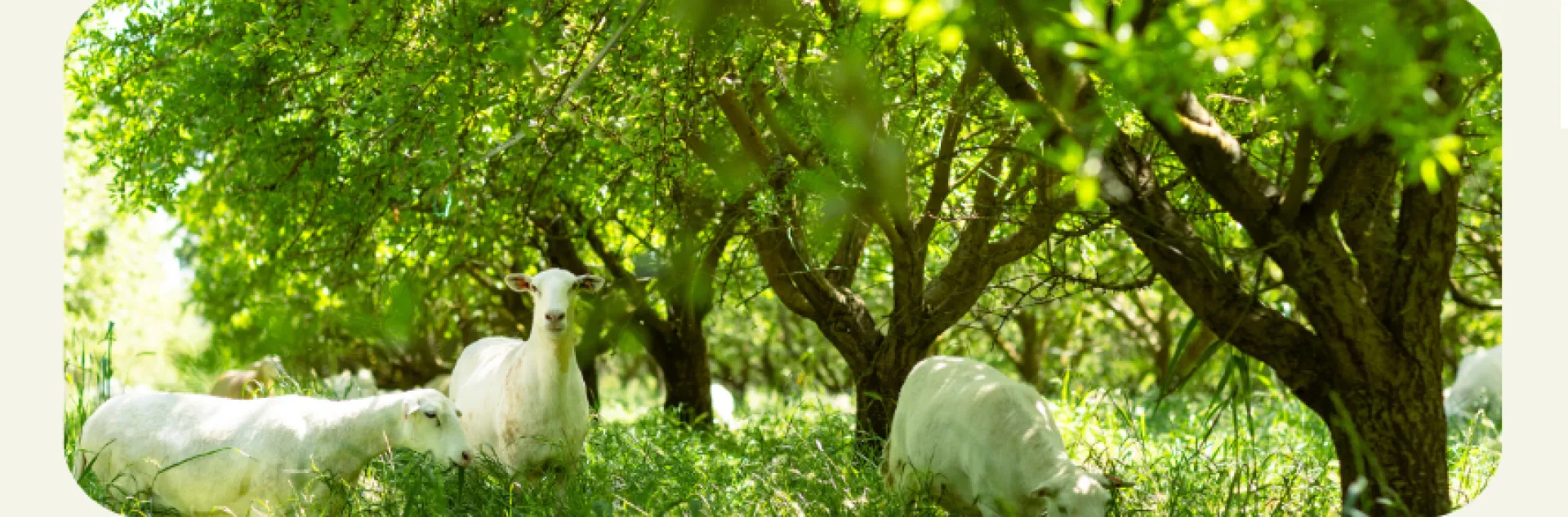 Regenerative Grazing Workshop flyer