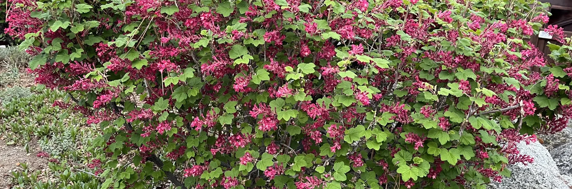 Red Flowering Currant, Ribes sanguineum, during its springtime bloom in a Tahoe backyard.