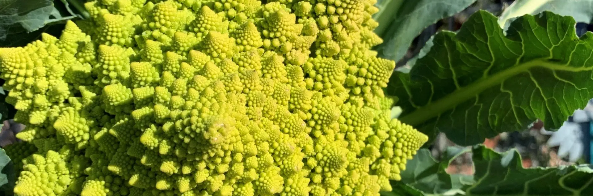 Romanesco cauliflower head, still on the plant, showing spiral pattern
