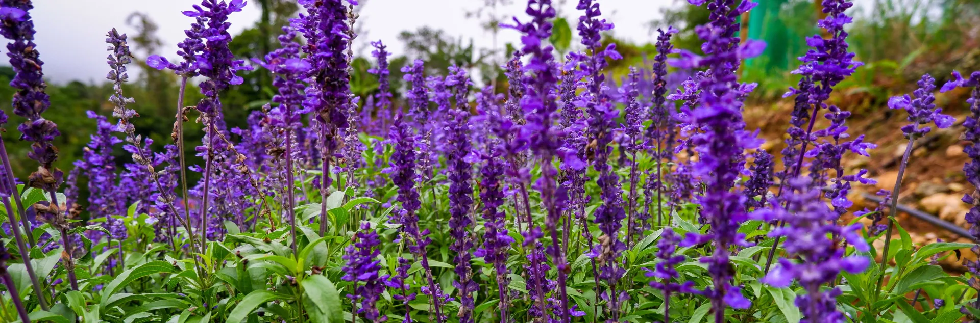 Purple salvia blossoms atop green foliage.