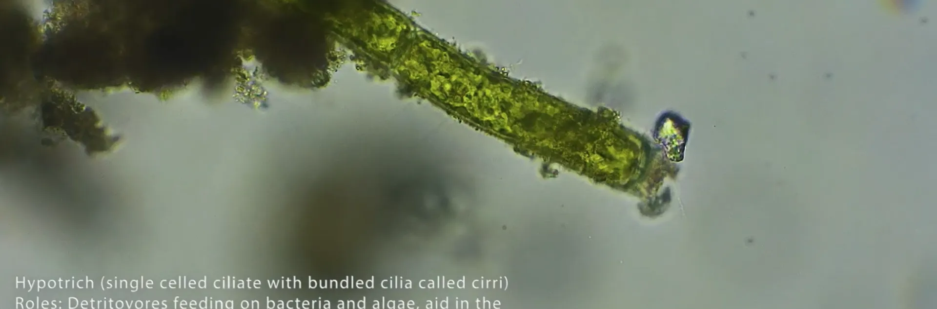 Single celled ciliate
