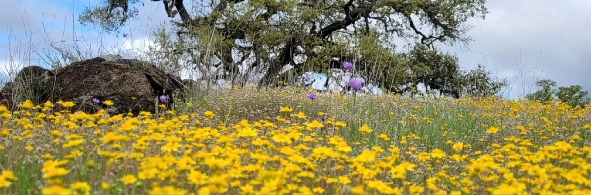 Spring wildflowers in grassland and oak tree