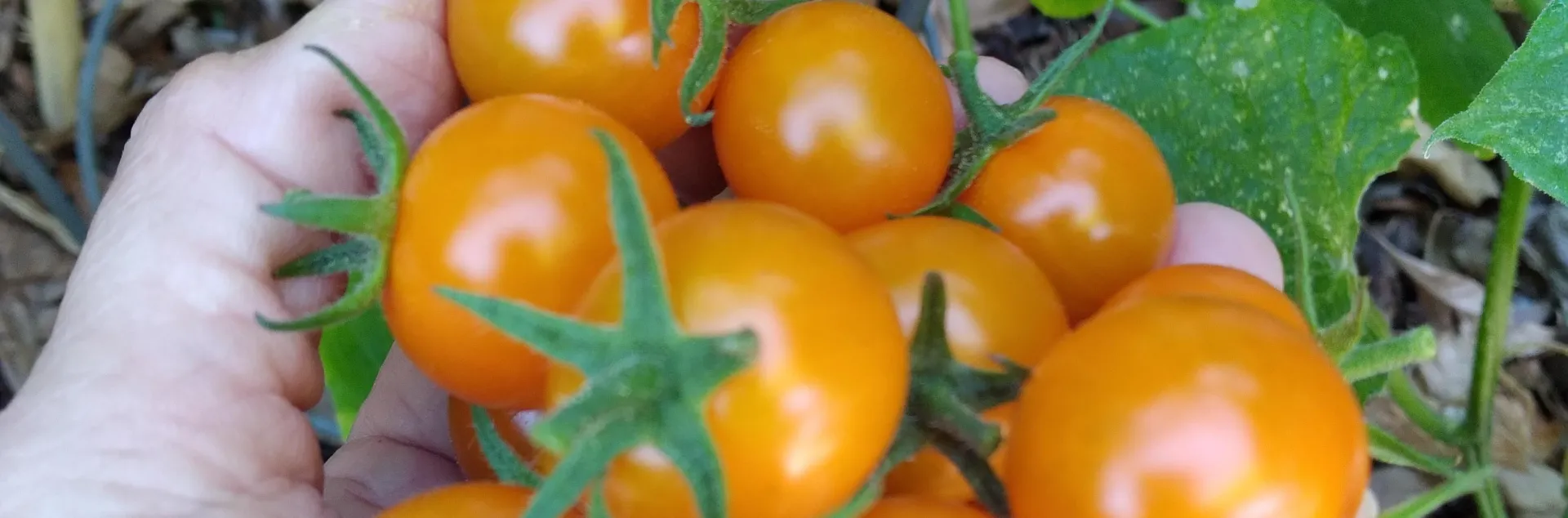 Sun Gold tomato