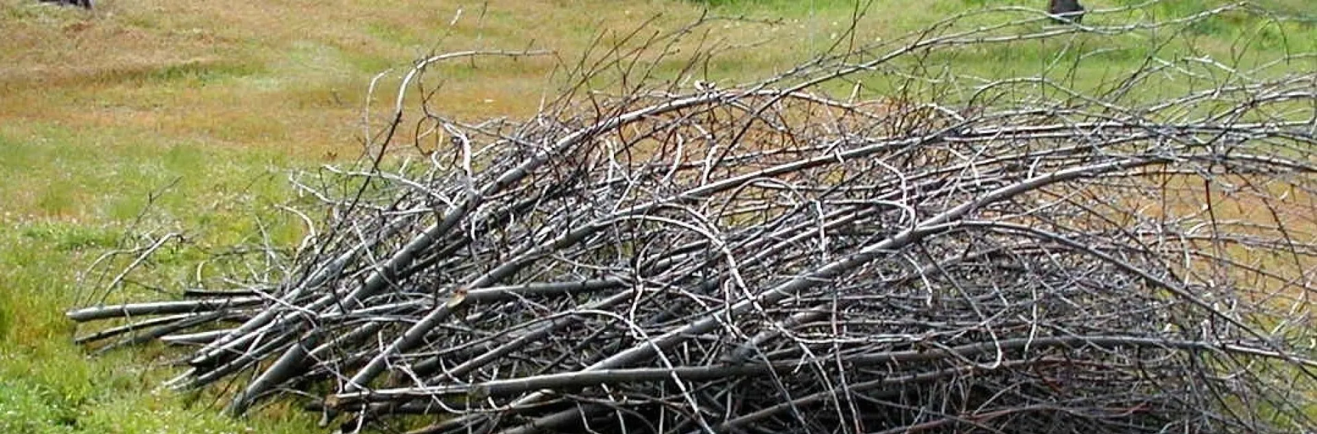 Pile of tree limbs stacked correctly for chipping