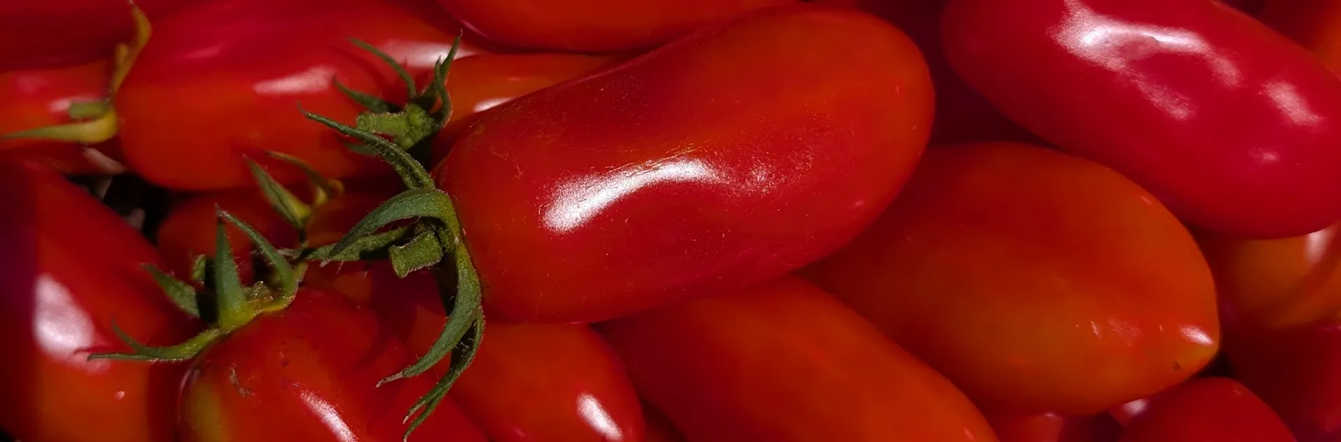 Vegetable planting summary for Sonoma County