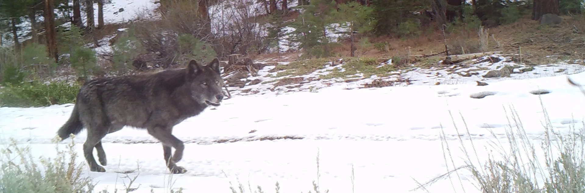 A black wolf walks on snowy path through forest